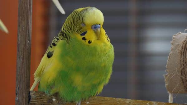 DEAD BUDGIE – SYMPTOMS OF A DYING BUDGIE