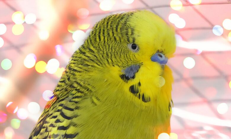 Budgie Body Language - Budgie behavior