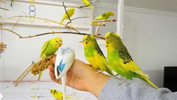 budgie millet for hand taming