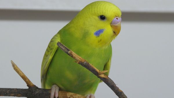 Can budgies eat or what they can not, even deadly? It is better to be safe than sorry. Some plants are beneficial as a whole while others have parts that are toxic.