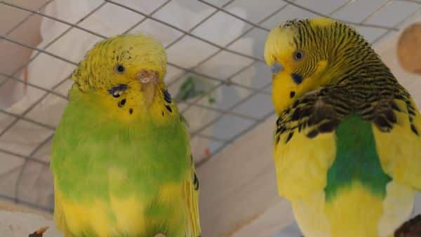 Signs of a happy budgie?