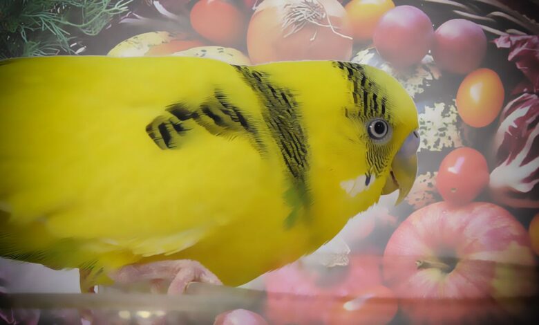 WHAT BUDGIES CAN EAT AND WHAT NOT