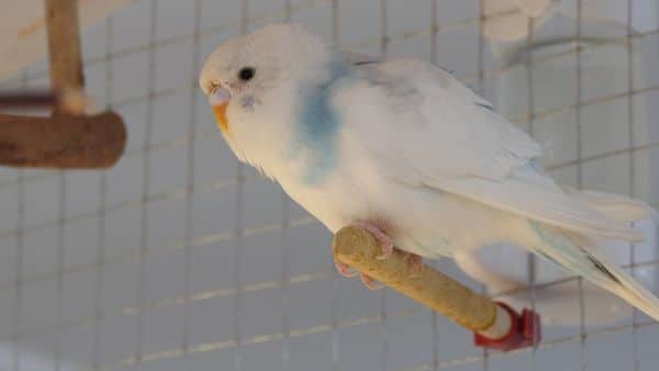 Why do budgies bob their heads up and down - body language