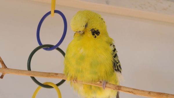 Why do budgies pluck their feathers