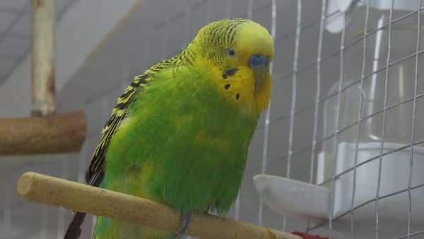 Why do budgies stand on one leg - Body language