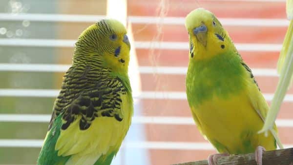 Budgie Body Language - Budgie behavior decoded