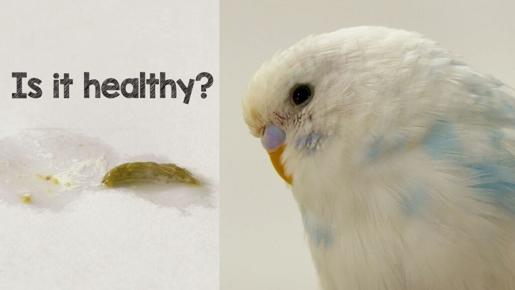 BUDGIE POOP GUIDE FOR BETTER HEALTH OF YOUR BIRD
