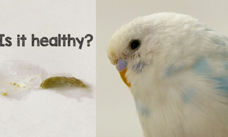 BUDGIE POOP GUIDE FOR BETTER HEALTH OF YOUR BIRD