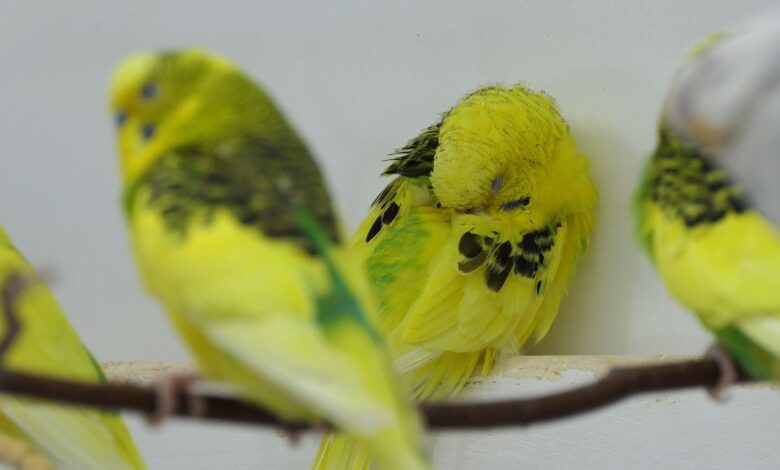 BUDGIE SLEEP ROUTINE Do Budgies need a night light