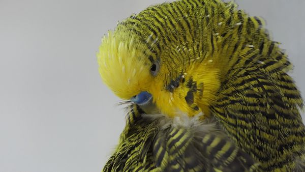 BUDGIE SLEEP ROUTINE? Do Budgies need a night light? 