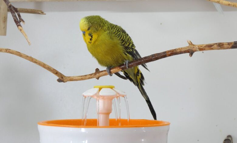 budgie bath fountain