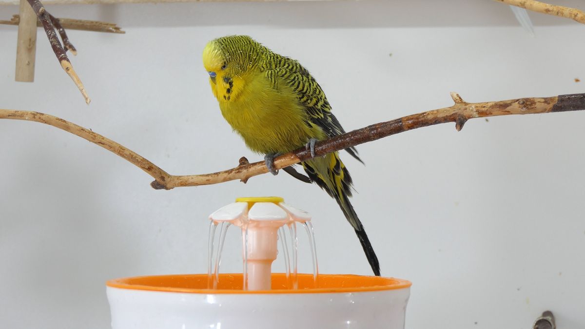 CAN BUDGIES BATH IN WINTER How often Is it safe