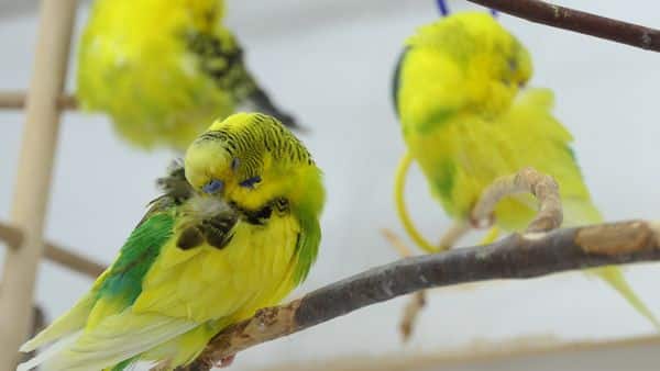 Can Budgie Sleep with Noise