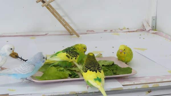 Ensure Safe Heating for The Budgies