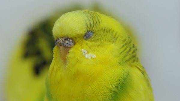 How Budgie Sleep