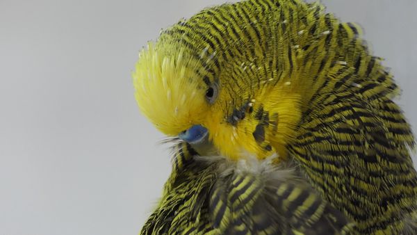 How to Care for Budgies in Winter