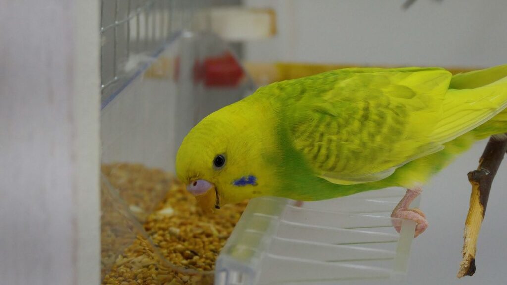 SEEDS VS PELLETS WHAT IS HEALTHIER FOR BUDGIES