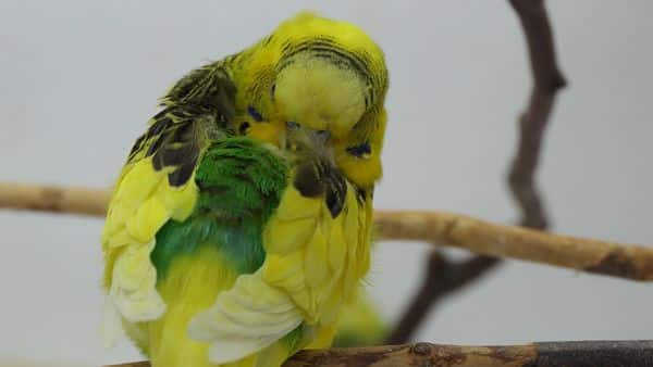 Should Budgie Sleeping Position Worry You