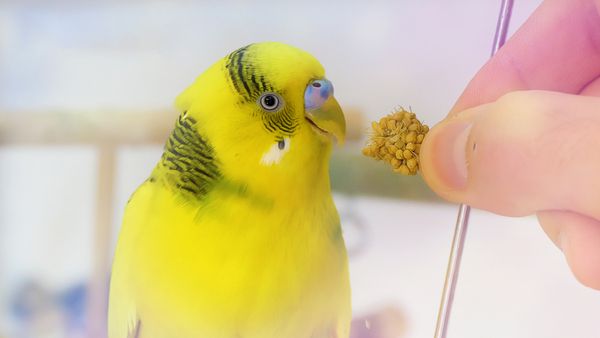 Should Budgies Be Fed What They Would Eat in the Wild