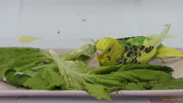CAN BUDGIES BATH IN WINTER?
