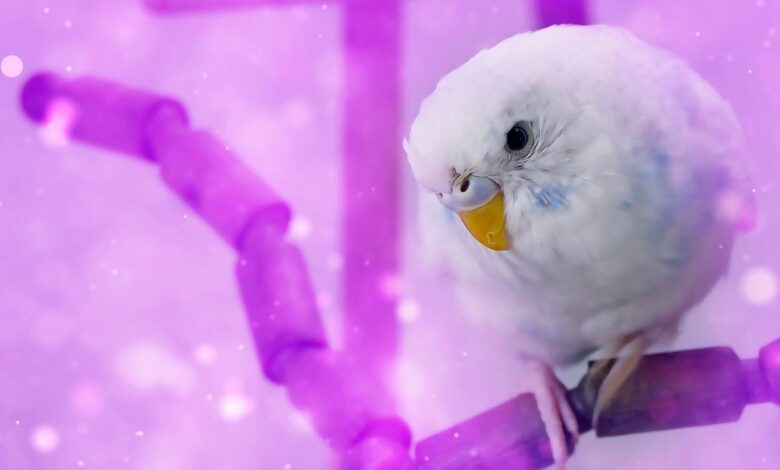 WHAT TO DO AS A FIRST TIMER WITH A BUDGIE