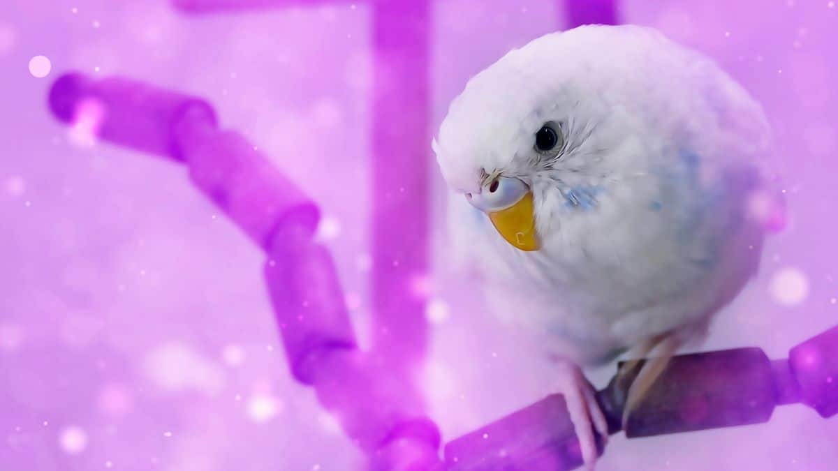 WHAT TO DO AS A FIRST TIMER WITH A BUDGIE