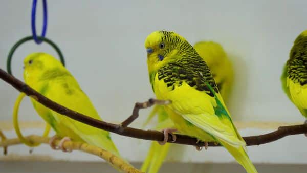BUDGIE POOP GUIDE FOR BETTER HEALTH