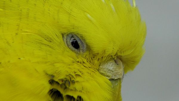 Do you have a happy budgie or a sad budgie? Taking care of a budgie is not just about providing him with food and water.