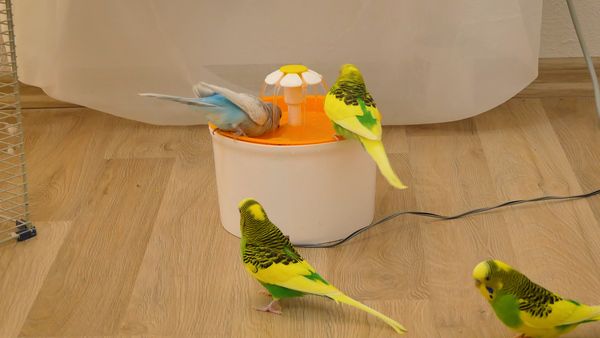 An easy and innovative way of bathing your budgie