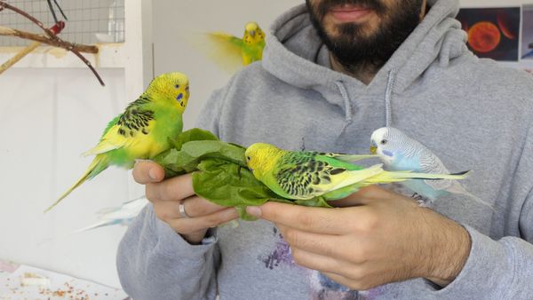 Do People live longer with Budgie birds? Do they make us happier?