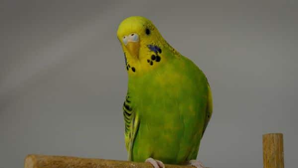 Budgies are social birds and get easily attached to their owners. They adopt many ways to show their affection and love. Learn how to tame your pet bird.
