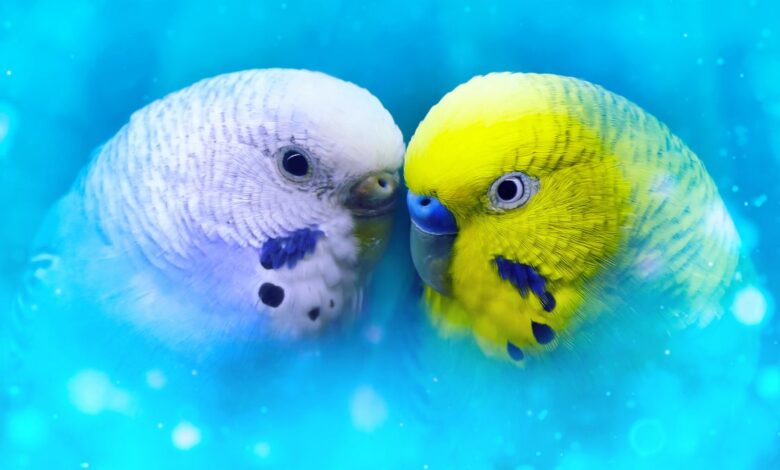 Can a Male and Female Budgies Live Together