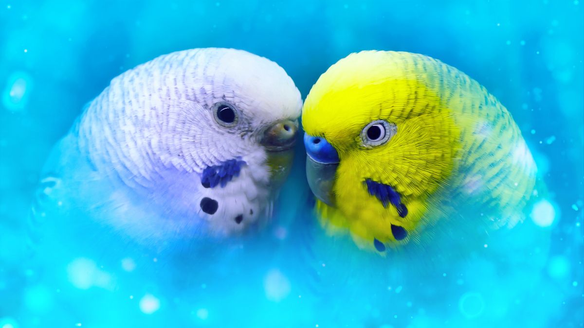 Can a Male and Female Budgies Live Together