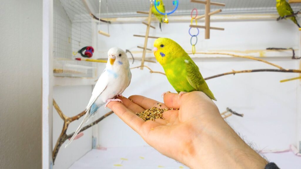 Can a Tamed Budgie Help You Train Another One
