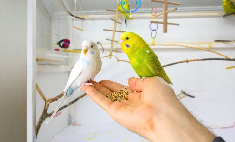 Can a Tamed Budgie Help You Train Another One
