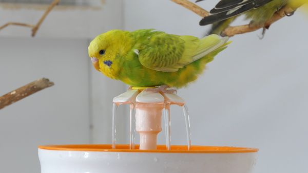 Fountain Bathing for Budgies Why is it easy to bathe using a Fountain