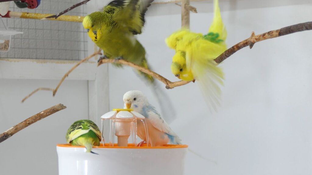 Fountain Bathing for Budgies Why is it easy to bathe using a bird Fountain