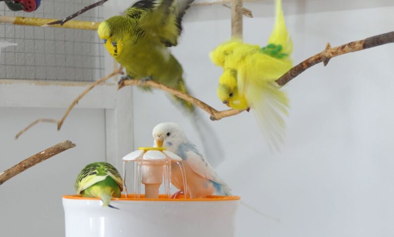 Fountain Bathing for Budgies Why is it easy to bathe using a bird Fountain