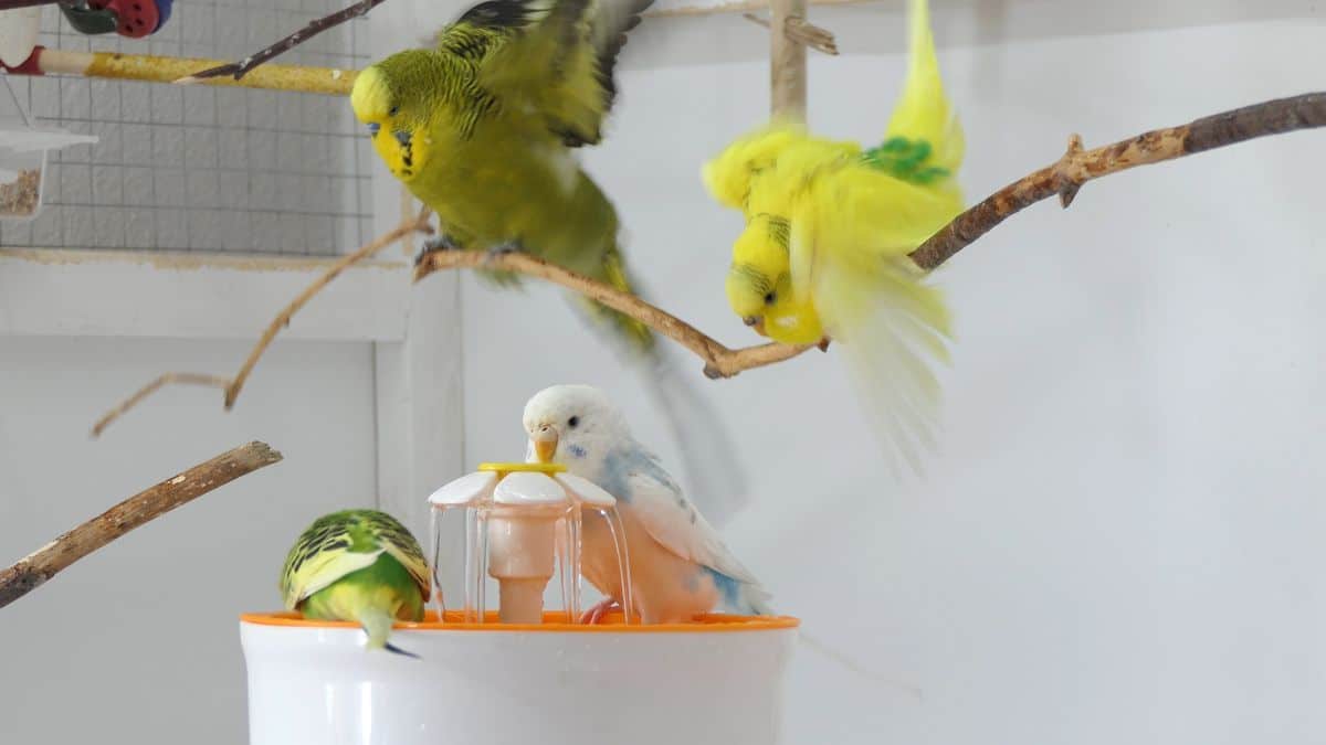 Fountain Bathing for Budgies Why is it easy to bathe using a bird Fountain