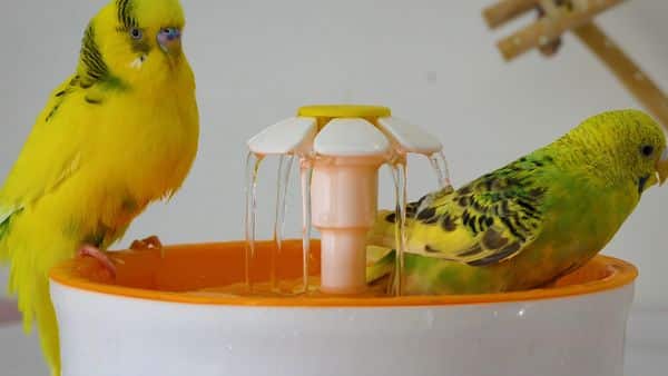 Fountain bathing ensures proper cleaning
