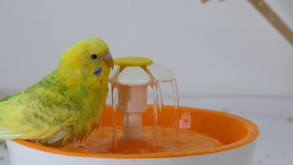 Everything About Budgie Fountain Bathing: Why is it easy to bathe using a fountain?
