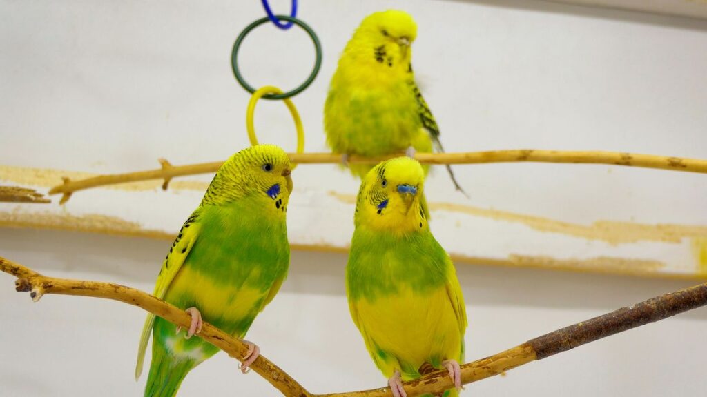 HOW MANY BUDGIES CAN YOU OWN The noise level unbearable for humans