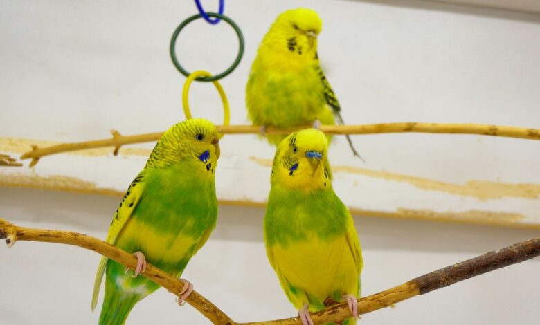 HOW MANY BUDGIES CAN YOU OWN The noise level unbearable for humans