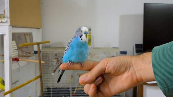 How Can You Make Your Budgie Gets Attached To You