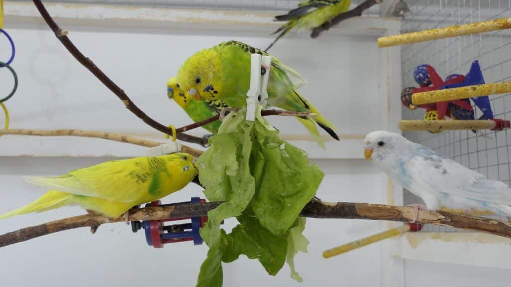 How to get Budgies to eat Fruits and Vegetables First-hand experiences!
