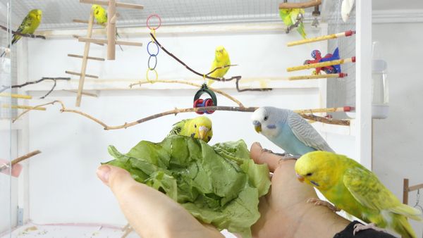 How to get Budgies to eat Fruits and Vegetables