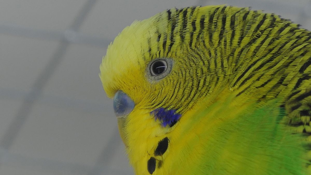 How to know if Your Budgie is Sad or Happy