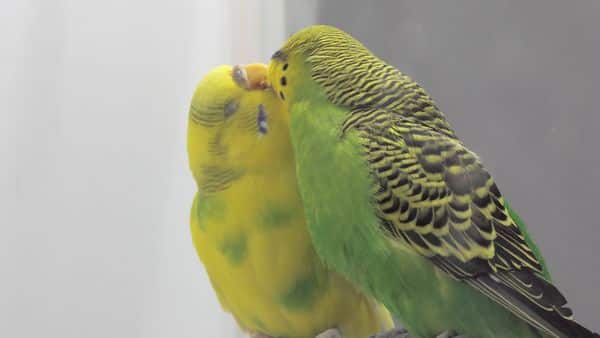 Can a Male and Female Budgies Live Together? Everything you should know!