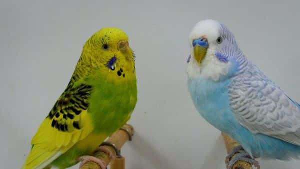Can a Male and Female Budgies Live Together?