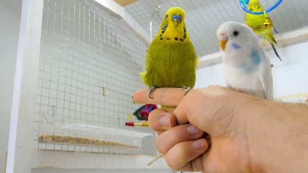 Can a Tamed Budgie Help You Train Another One?